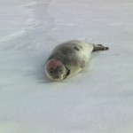 seal2