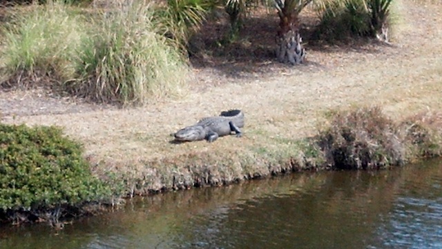 alligator